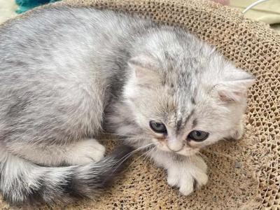 Masha - Scottish Fold - Gallery Photo #1