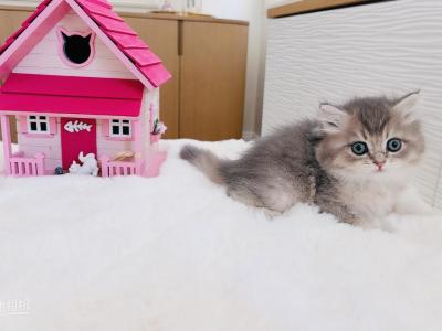 Mia - British Shorthair - Gallery Photo #1