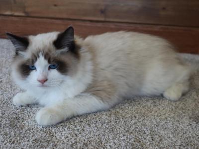 Jingle - Ragdoll - Gallery Photo #1
