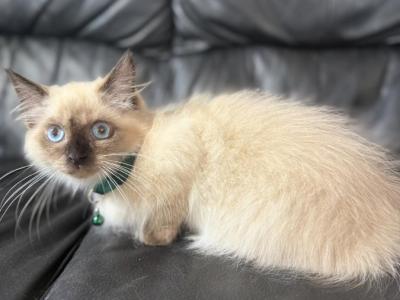 Male Seal Point - Ragdoll - Gallery Photo #1