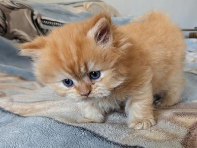 Lucky Boy - Persian - Gallery Photo #1