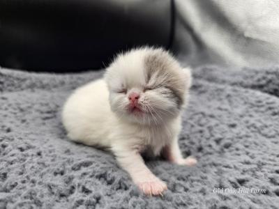 Bo  CHRISTMAS KITTEN - Exotic - Gallery Photo #1