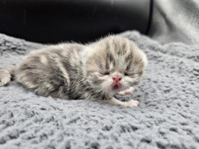 Luke  CHRISTMAS KITTEN - Exotic - Gallery Photo #1