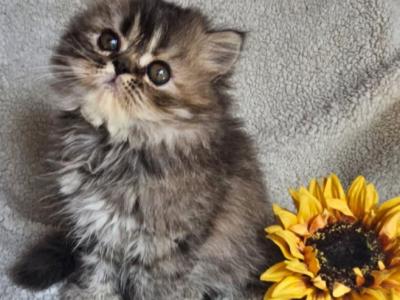 Tabby Girl Springfield Missouri - Persian - Gallery Photo #1