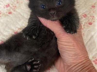 Lil Bear - Munchkin - Gallery Photo #1