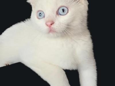 American Curl Omaha Nebraska - American Curl - Gallery Photo #1
