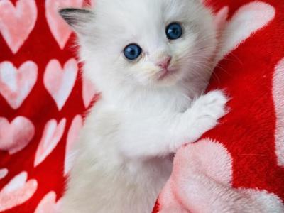 Octobers Litter - Ragdoll - Gallery Photo #1