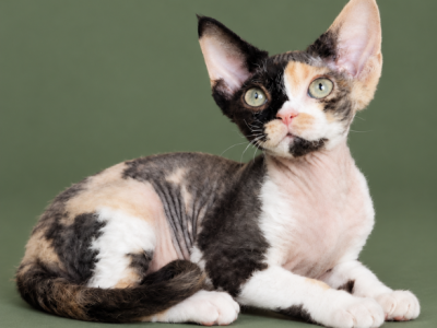 Calico Devon Rex - Devon Rex - Gallery Photo #1