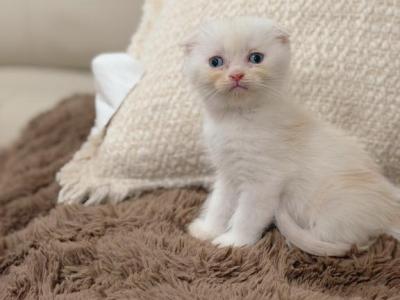 Cream Bicolor Scottish Fold Boy - Scottish Fold - Gallery Photo #1