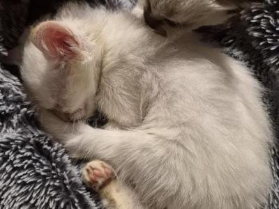 Siamese American Longhair Mix - Siamese - Gallery Photo #1