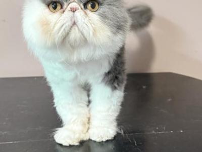 Teddi - Persian - Gallery Photo #1