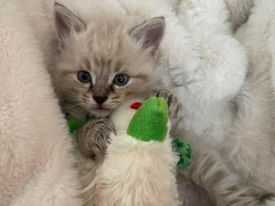 Ragdoll Snow Maine Coon - Maine Coon - Gallery Photo #1