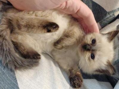 Ragdoll Snow Maine Coon Litter - Ragdoll - Gallery Photo #1