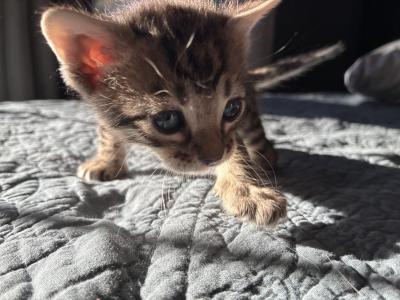 Bruno - Bengal - Gallery Photo #1