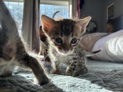 Teddy - Bengal - Gallery Photo #1