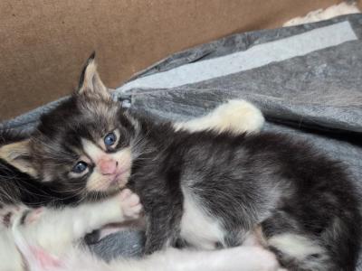 Max - Maine Coon - Gallery Photo #1