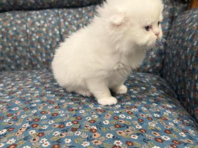 White Scottish Fold Boy - Scottish Fold - Gallery Photo #1