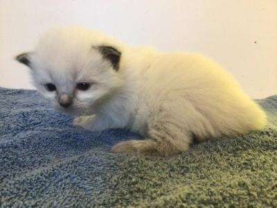Stetson - Ragdoll - Gallery Photo #1