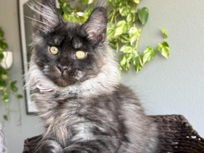 Vois - Maine Coon - Gallery Photo #1