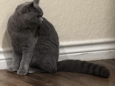 Leo - British Shorthair - Gallery Photo #1