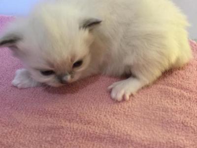 Cherish - Ragdoll - Gallery Photo #1