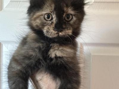 Tortie Poly - Maine Coon - Gallery Photo #1