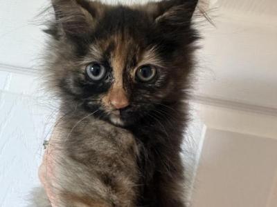 Orange Nose - Maine Coon - Gallery Photo #1