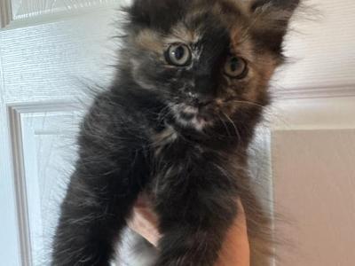 Tortie Female - Maine Coon - Gallery Photo #1