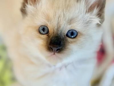 Ragdoll Dollies - Ragdoll - Gallery Photo #1