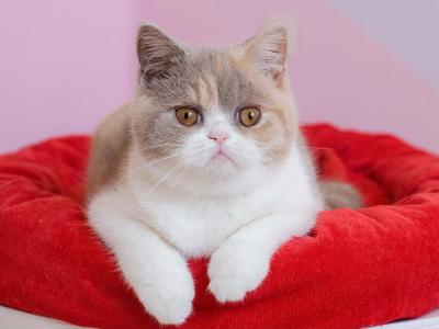 Julia Lilac Tortie Bicolor - British Shorthair - Gallery Photo #1