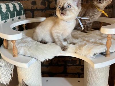 Luna Rose And Mapple - Bengal - Gallery Photo #1