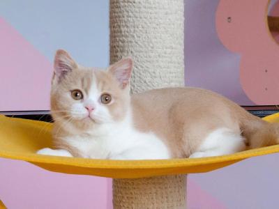 Kairo Cream Bicolor - British Shorthair - Gallery Photo #1