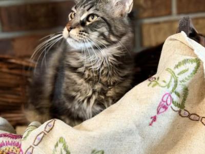 Seraphina - Maine Coon - Gallery Photo #1