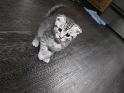 Mira - Scottish Fold - Gallery Photo #1