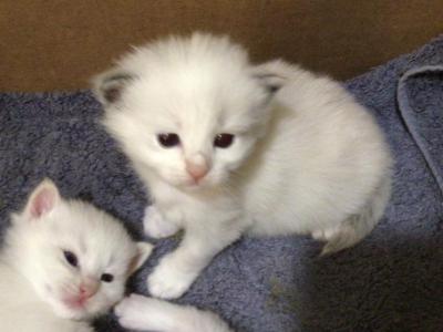 Cherie - Ragdoll - Gallery Photo #1