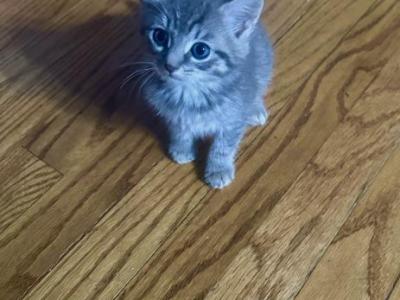 Moon - American Shorthair - Gallery Photo #1