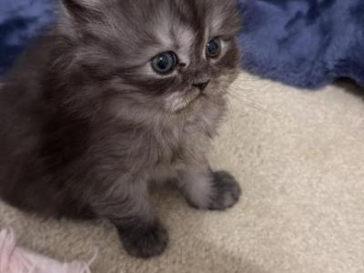 Persian Munchkin Kittens Leo Luna Zico Fefe Lele - Persian - Gallery Photo #1