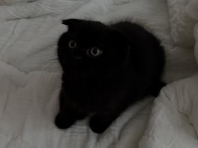 Leo - Scottish Fold - Gallery Photo #1