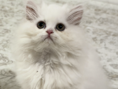 Lucy - Persian - Gallery Photo #1