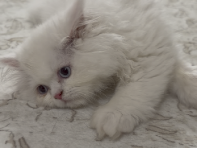 Pico - Persian - Gallery Photo #1