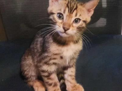 Green Collar Perris Bengal Boy - Bengal - Gallery Photo #1