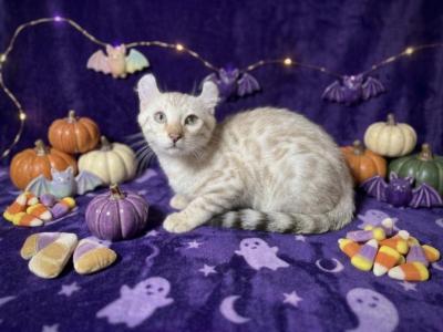 Snow Mink Leopard Lynx - Highlander - Gallery Photo #1