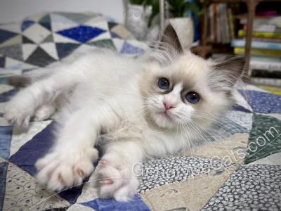 Milly - Ragdoll - Gallery Photo #1