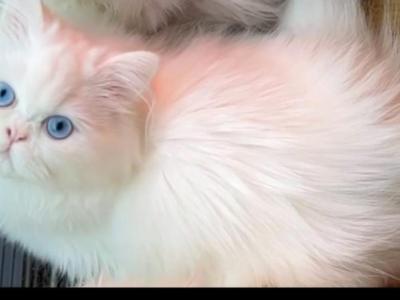 Beautiful Dollface White Blue Eyes Male - Persian - Gallery Photo #1