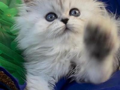 Beautiful Silver Shaded Chinchilla Dollface Male - Persian - Gallery Photo #1