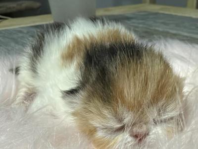 Exotic Calico Female - Exotic - Gallery Photo #1