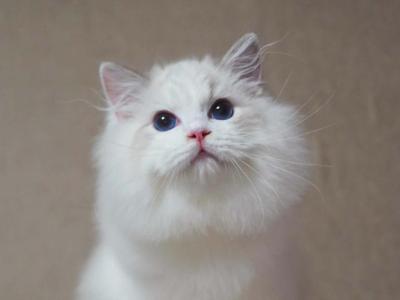 Suhail - Ragdoll - Gallery Photo #1