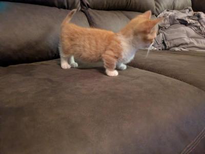 Bilbo Bambino - Munchkin - Gallery Photo #1