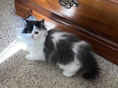 Petunia - Persian - Gallery Photo #1