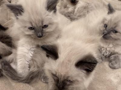 Ragamese Litter - Ragdoll - Gallery Photo #1